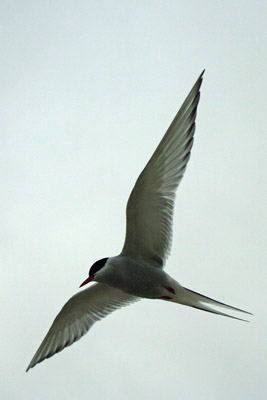 Arctic Tern - Sterna paradisaea - 9 - Ny Alesund, Svalbard