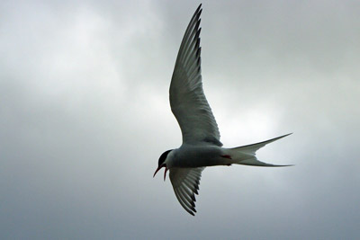 Arctic Tern - Sterna paradisaea - 10 - Ny Alesund, Svalbard