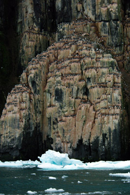 Brunnich's Guillemots, Uria lomvia, nesting on cliffs - 2 - Svalbard