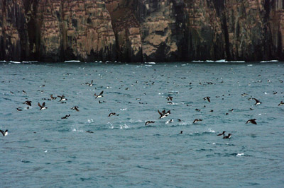 Brunnich's Guillemots, Uria lomvia, swimming in the sea off Svalbard - 3