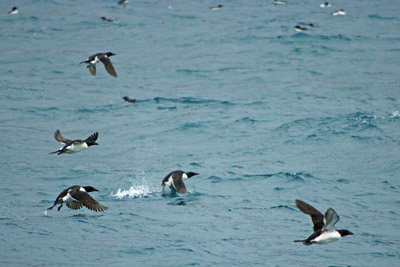 Brunnich's Guillemots, Uria lomvia, swimming in the sea off Svalbard - 4