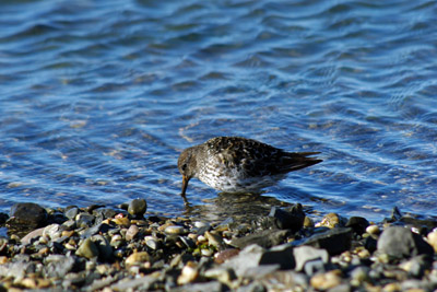 Purple Sandpiper, Calidris maritima - 1 - Svalbard