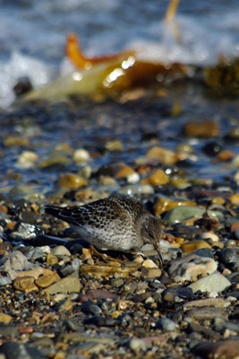 Purple Sandpiper, Calidris maritima - 2 - Svalbard