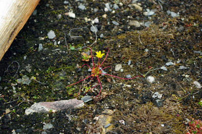 Spider Plant - Svalbard