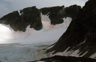 Snow Algae and Glacier - Svalbard