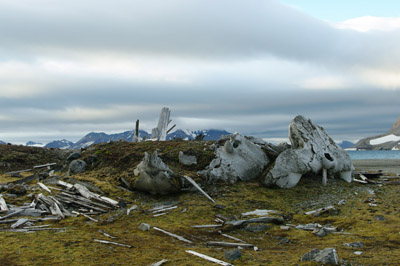 Gashamna, Hornsund, Whale Bones - 11