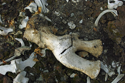 Bellsund, Malbukta, Beluga Fishery, Whale Bones - Svalbard - 3