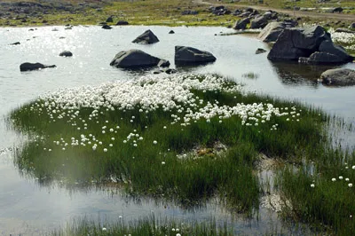 Cotton Grass - Wildflower - Greenland<br />