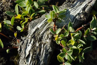 Dwarf Willow - Greenland<br />