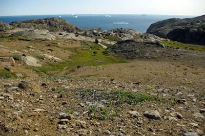 Dwarf Willow - Greenland<br />