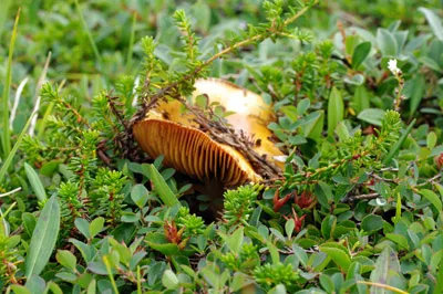 Birch Bolate or Slippery Jack Mushroom - Greenland<br />