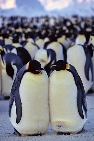 Emperor penguin