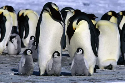 Emperor penguin