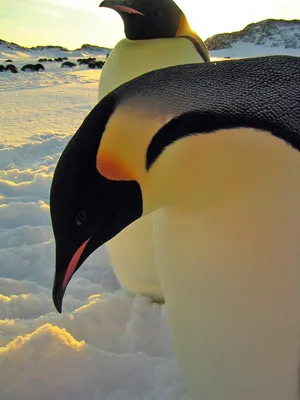 Emperor penguin