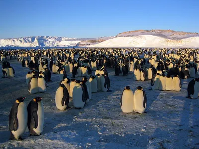 Emperor penguin