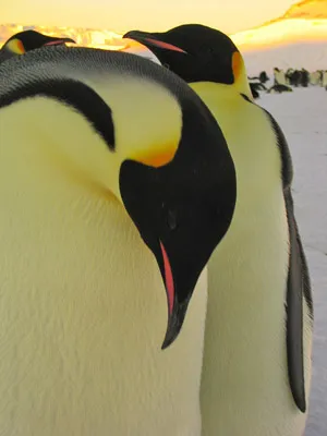 Emperor penguin