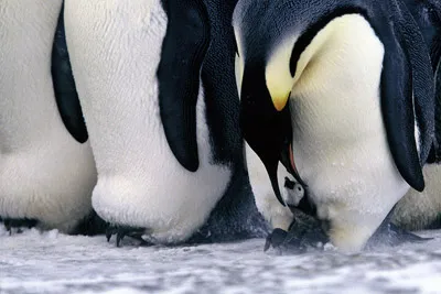 Emperor penguin