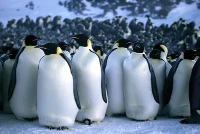 Emperor penguin