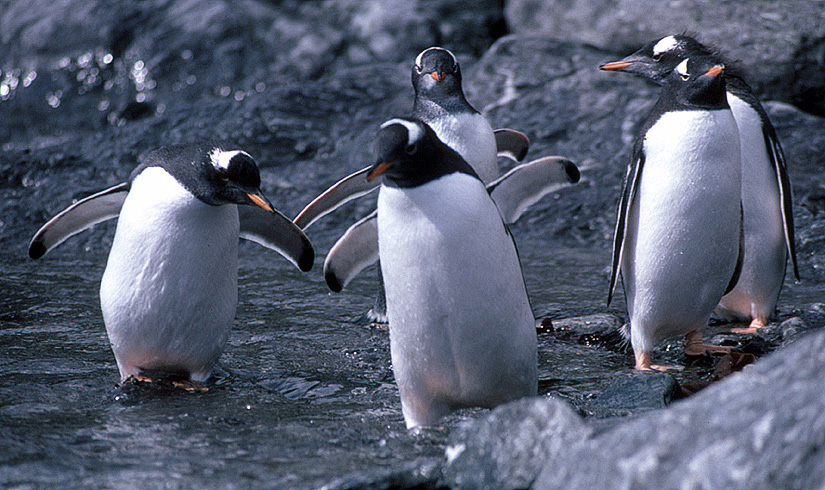 Gentoo penguin