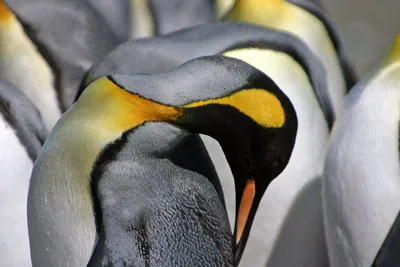 King Penguin plumage Macquarie Island