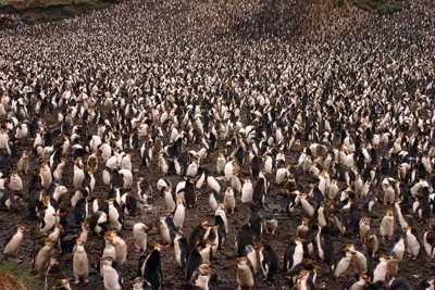 Royal penguin colony