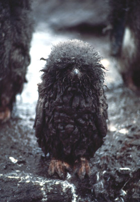 Adelie penguin -  bad hair day 