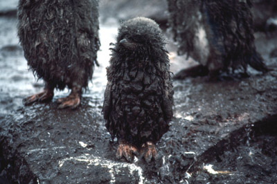 Adelie penguin -  bad hair day 1