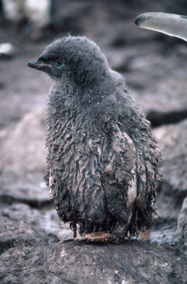 Adelie penguin -  chick 1