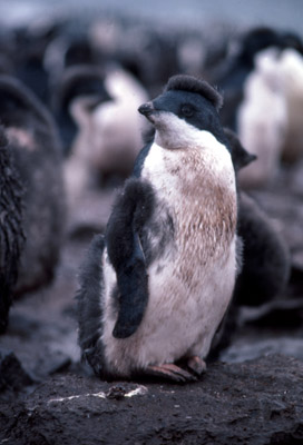 Adelie penguin -  chick 2