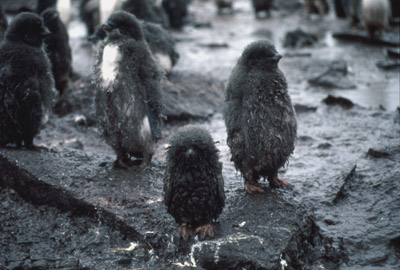 Adelie penguin -  chick 6