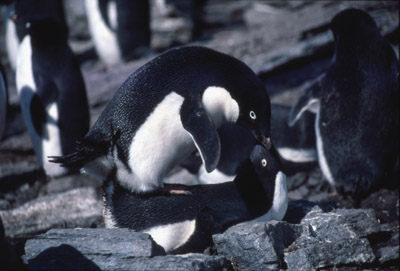 Adelie penguin -  courtship 13