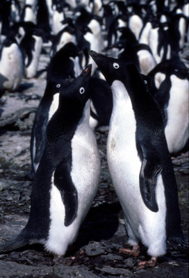 Adelie penguin -  courtship 2