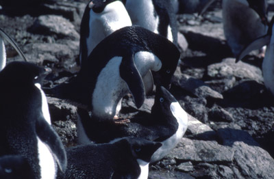 Adelie penguin -  courtship 3