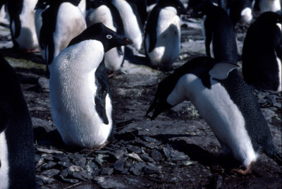 Adelie penguin -  courtship 6