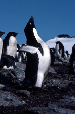 Adelie penguin -  courtship 7