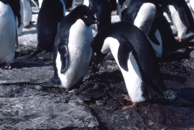 Adelie penguin -  courtship 8