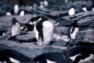 Adelie penguin -  dancing-penguin 