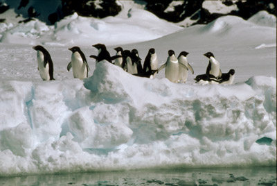 Adelie penguin -  ice-foot 3