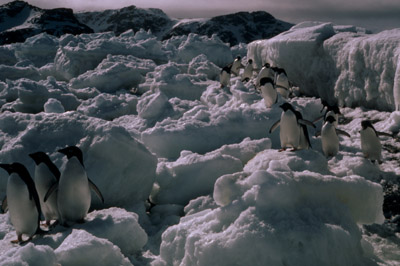 Adelie penguin -  ice-foot 5