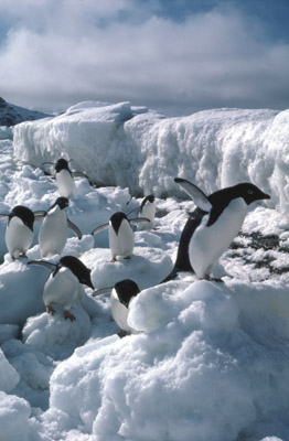 Adelie penguin -  ice-foot 9