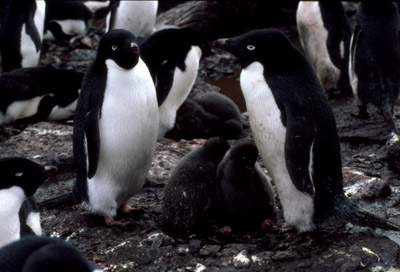 Adelie penguin -  parent -chick 20