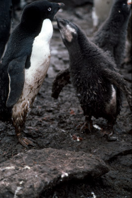 Adelie penguin -  parent -chick 21