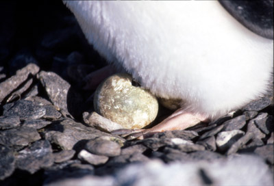 Adelie penguin -  parent -chick 25