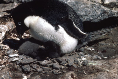 Adelie penguin -  parent -chick 9