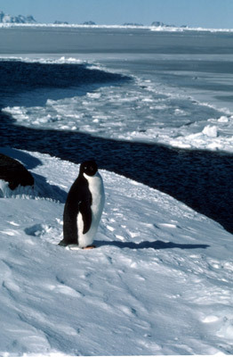 Adelie penguin -  penguin 1