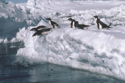 Adelie penguin -  penguin 14