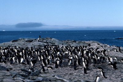 Adelie penguin -  penguin group  1