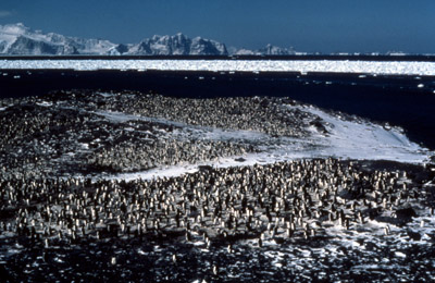 Adelie penguin -  penguin group  11