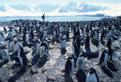 Adelie penguin -  penguin group  12