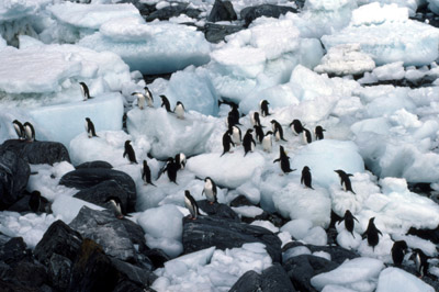 Adelie penguin -  penguin group  6